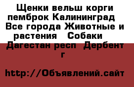 Щенки вельш корги пемброк Калининград - Все города Животные и растения » Собаки   . Дагестан респ.,Дербент г.